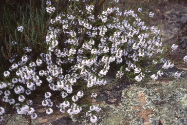 APII jpeg image of Scaevola thesioides subsp. filifolia  © contact APII