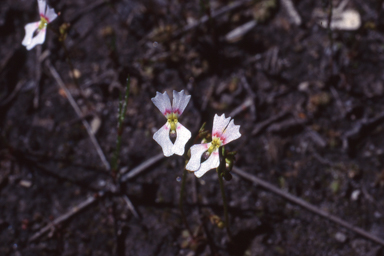 APII jpeg image of Stylidium calcaratum  © contact APII