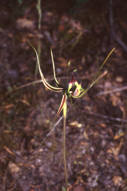 APII jpeg image of Caladenia exstans  © contact APII