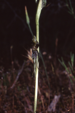 APII jpeg image of Pterostylis roensis  © contact APII