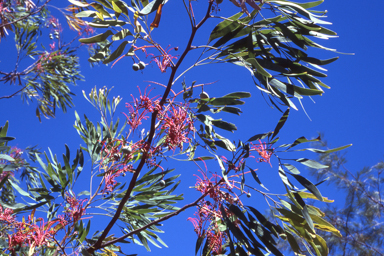 APII jpeg image of Grevillea heliosperma  © contact APII