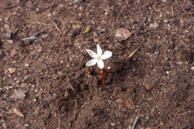 APII jpeg image of Drosera bulbosa  © contact APII