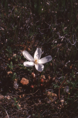 APII jpeg image of Drosera bulbosa  © contact APII