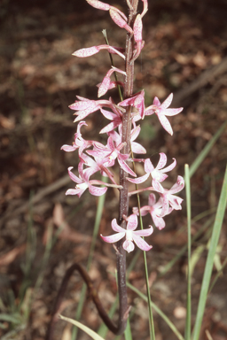 APII jpeg image of Dipodium roseum  © contact APII