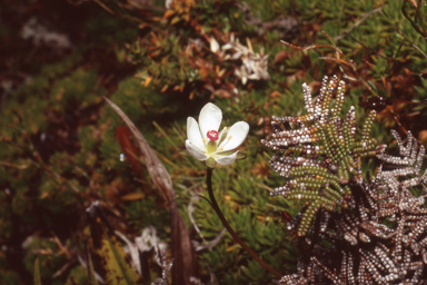 APII jpeg image of Drosera murfetii  © contact APII