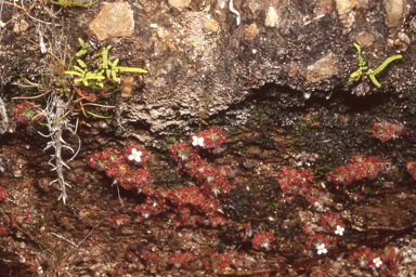 APII jpeg image of Drosera pygmaea  © contact APII