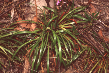 APII jpeg image of Stylidium armeria  © contact APII