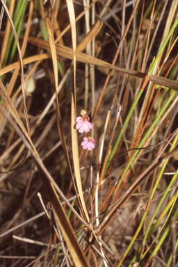 APII jpeg image of Stylidium ericksoniae  © contact APII