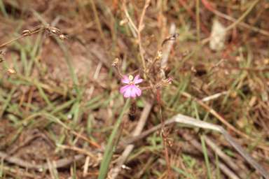 APII jpeg image of Stylidium ensatum  © contact APII