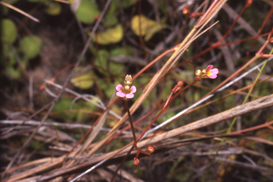 APII jpeg image of Stylidium dunlopianum  © contact APII