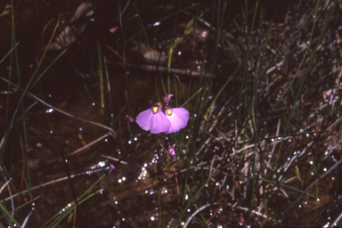 APII jpeg image of Utricularia barkeri  © contact APII