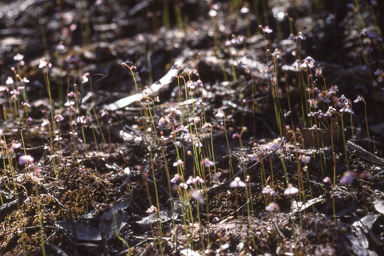 APII jpeg image of Utricularia grampiana  © contact APII