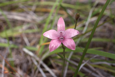 APII jpeg image of Elythranthera emarginata  © contact APII