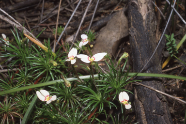 APII jpeg image of Stylidium megacarpum  © contact APII