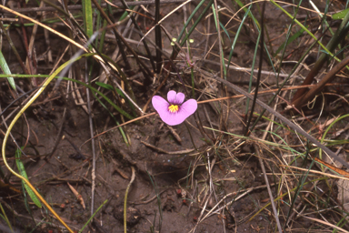 APII jpeg image of Utricularia inaequalis  © contact APII