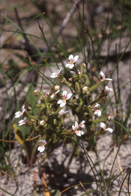 APII jpeg image of Stylidium pycnostachyum  © contact APII