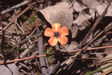 APII jpeg image of Drosera hyperostigma  © contact APII