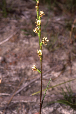 APII jpeg image of Prasophyllum ovale  © contact APII