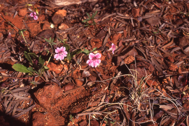 APII jpeg image of Goodenia rosea  © contact APII