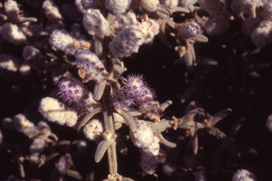 APII jpeg image of Lachnostachys coolgardiensis  © contact APII