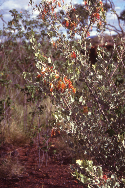 APII jpeg image of Grevillea wickhamii  © contact APII