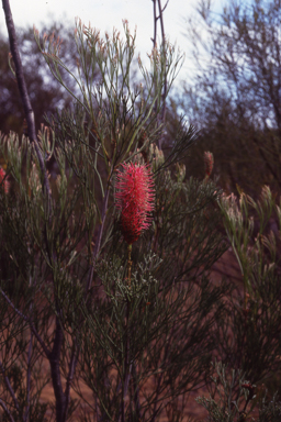 APII jpeg image of Grevillea petrophiloides subsp. petrophiloides  © contact APII