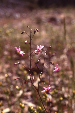 APII jpeg image of Arthropodium dyeri  © contact APII