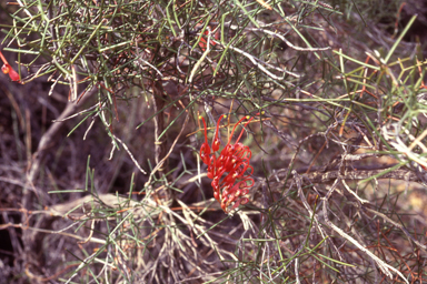 APII jpeg image of Grevillea beardiana  © contact APII