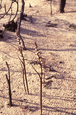 APII jpeg image of Prasophyllum sargentii  © contact APII