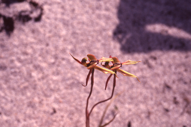 APII jpeg image of Caladenia voigtii  © contact APII