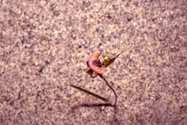 APII jpeg image of Caladenia voigtii  © contact APII