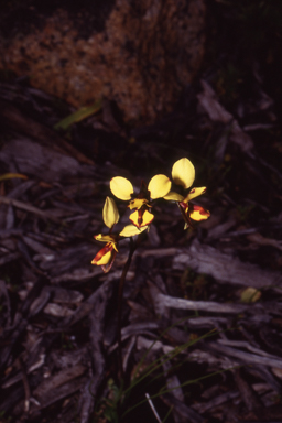 APII jpeg image of Diuris laxiflora  © contact APII