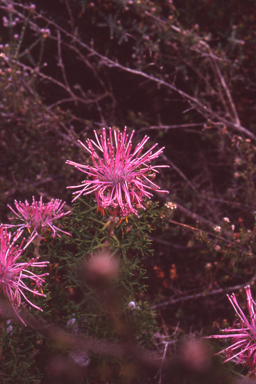 APII jpeg image of Isopogon formosus  © contact APII