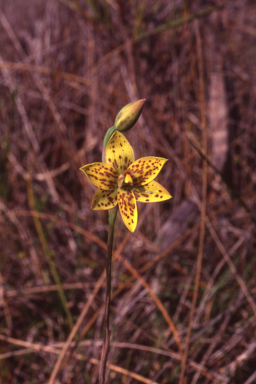 APII jpeg image of Thelymitra villosa  © contact APII