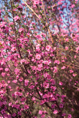 APII jpeg image of Kunzea affinis  © contact APII