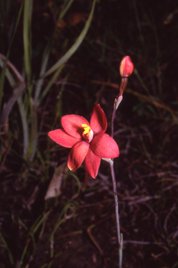 APII jpeg image of Thelymitra x macmillanii  © contact APII