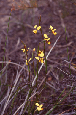 APII jpeg image of Diuris laxiflora  © contact APII