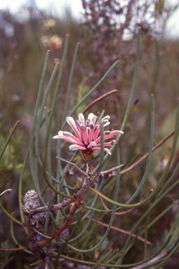 APII jpeg image of Petrophile teretifolia  © contact APII