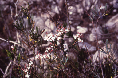 APII jpeg image of Leucopogon apiculatus  © contact APII