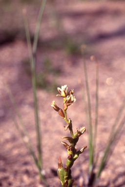 APII jpeg image of Prasophyllum plumiforme  © contact APII