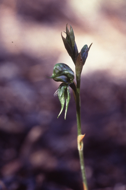 APII jpeg image of Pterostylis roensis  © contact APII