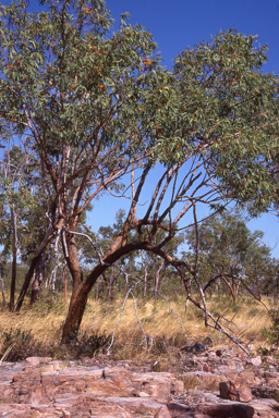 APII jpeg image of Eucalyptus miniata  © contact APII