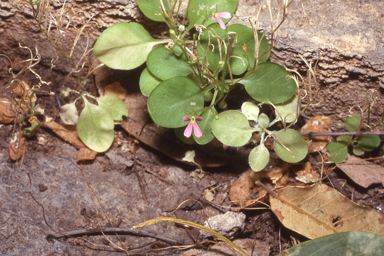 APII jpeg image of Stylidium osculum  © contact APII