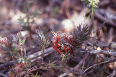 APII jpeg image of Styphelia adscendens  © contact APII