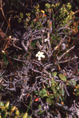 APII jpeg image of Forstera bellidifolia  © contact APII