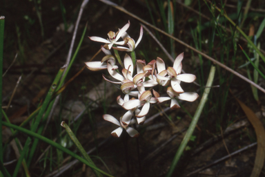 APII jpeg image of Caladenia cucullata  © contact APII