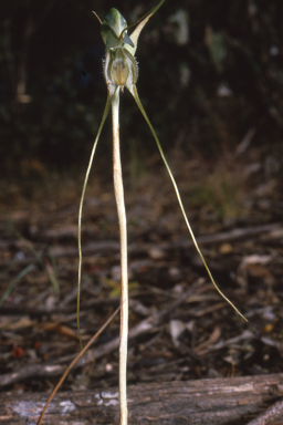 APII jpeg image of Pterostylis woollsii  © contact APII