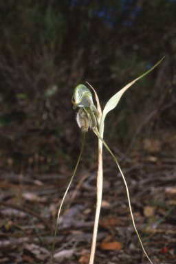 APII jpeg image of Pterostylis woollsii  © contact APII