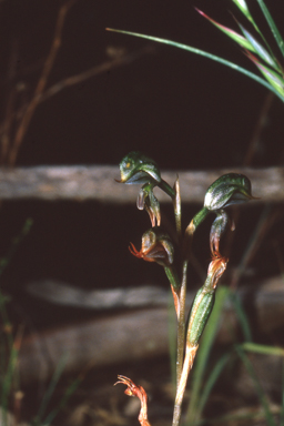 APII jpeg image of Pterostylis pusilla  © contact APII