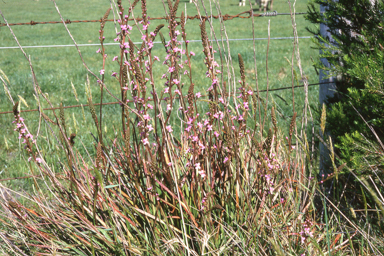 APII jpeg image of Stylidium armeria  © contact APII